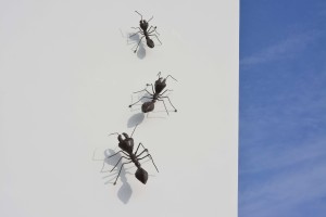Hormigas en pared